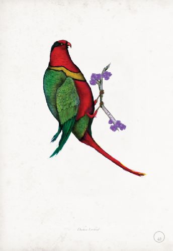 Duchess Lorikeet art print by Tony Fernandes